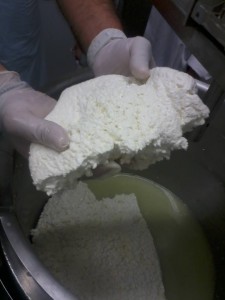 The curd of a hard-cheese... to be!