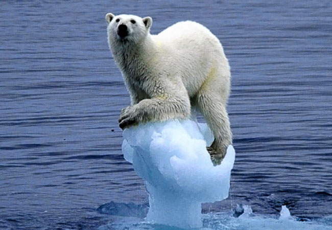 climate-change-ice-bear